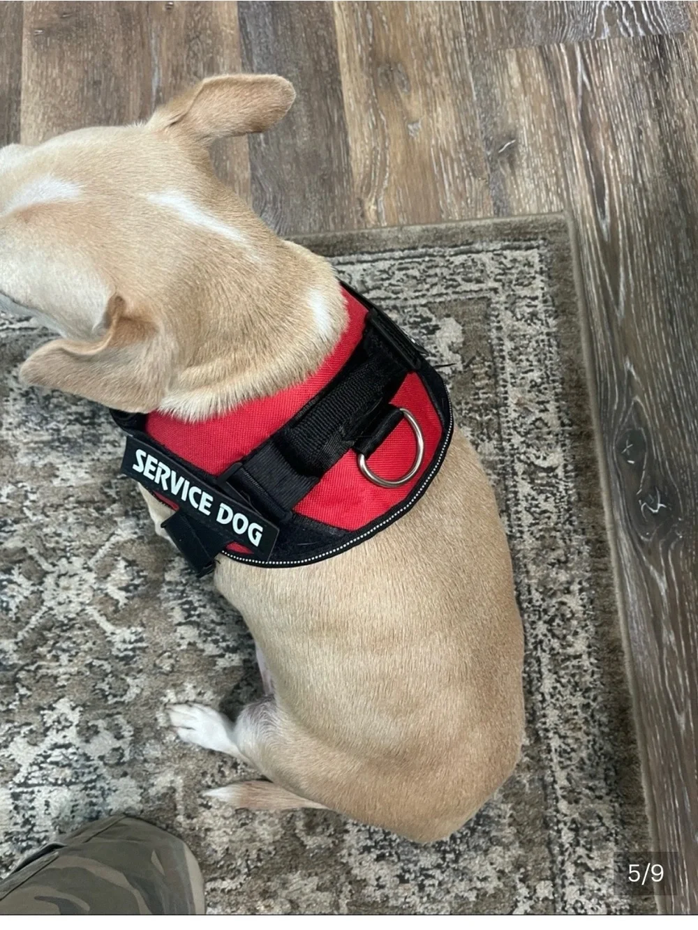 Service dog harness sz Med 25-30 lbs  Excellent condition